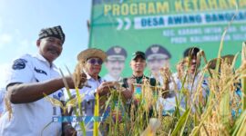 Kepala Desa Awang Bangkal Barat, Pajrul Ripani saat panen padi. 