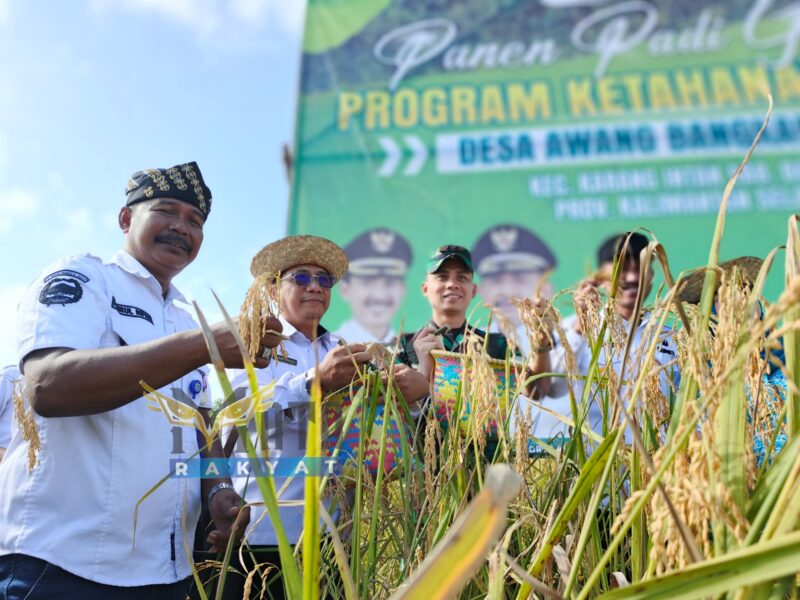 Kepala Desa Awang Bangkal Barat, Pajrul Ripani saat panen padi. 